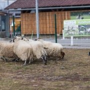 Außenbereich auf der Agrarmesse mit Schafen