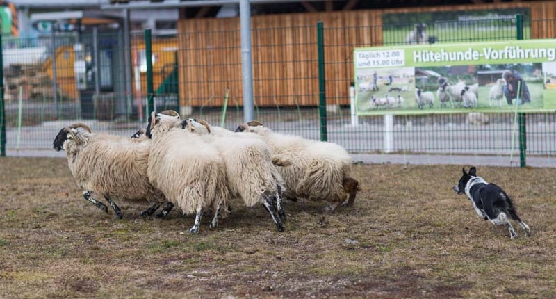 Außenbereich auf der Agrarmesse mit Schafen